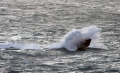 Lifeboat Spirit of Guernsey in rough sea's south of Guernsey 11-01-15 Pic by Tony Rive (11).jpg