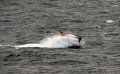 Lifeboat Spirit of Guernsey in rough sea's south of Guernsey 11-01-15 Pic by Tony Rive (16).jpg