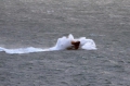 Lifeboat Spirit of Guernsey in rough sea's south of Guernsey 11-01-15 Pic by Tony Rive (7).jpg