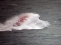 Spirit of Guernsey off St Martin's Point 26-01-14 Pic by Tony Rive (11).jpg