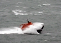 Spirit of Guernsey off St Martin's Point 26-01-14 Pic by Tony Rive (18).jpg