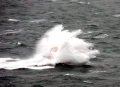 Spirit of Guernsey off St Martin's Point 26-01-14 Pic by Tony Rive (24).jpg