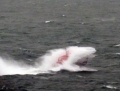 Spirit of Guernsey off St Martin's Point 26-01-14 Pic by Tony Rive (8).jpg