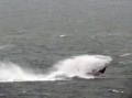 Spirit of Guernsey off St Martin's Point 26-01-14 Pic by Tony Rive (9).jpg