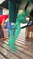 A mass of Green Fishing Net wrapped around Thiody's Prop 29-08-14 Pic by Tony Rive (2).jpg