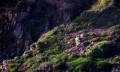 Cliff Rescue of two men from Cliff''s on Guernsey's south coast 10-08-14 Pic by Tony Rive (16).jpg