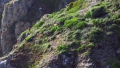 Cliff Rescue of two men from Cliff''s on Guernsey's south coast 10-08-14 Pic by Tony Rive (5).jpg