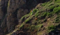 Cliff Rescue of two men from Cliff''s on Guernsey's south coast 10-08-14 Pic by Tony Rive (8).jpg