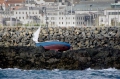 Yacht Ardel high and dry on Goubeau Reef between St Peter Port harbour and QEII Marina 15-04-12 Pic by Tony Rive (6)