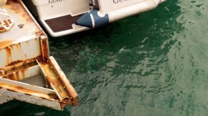 Green Fishing Net floats on the surface behind motor Cruiser Fair Douze 10-07-16 Pic by Tony Rive (2)